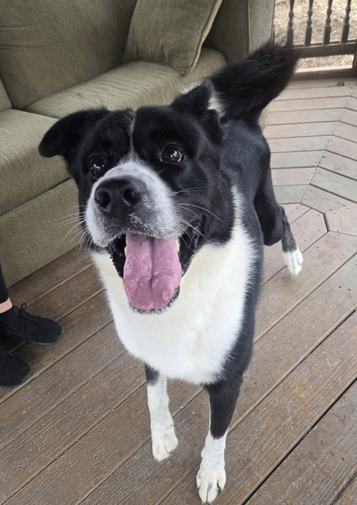 Kola, Adoptable, Adult Male Cane Corso & Border Collie.
