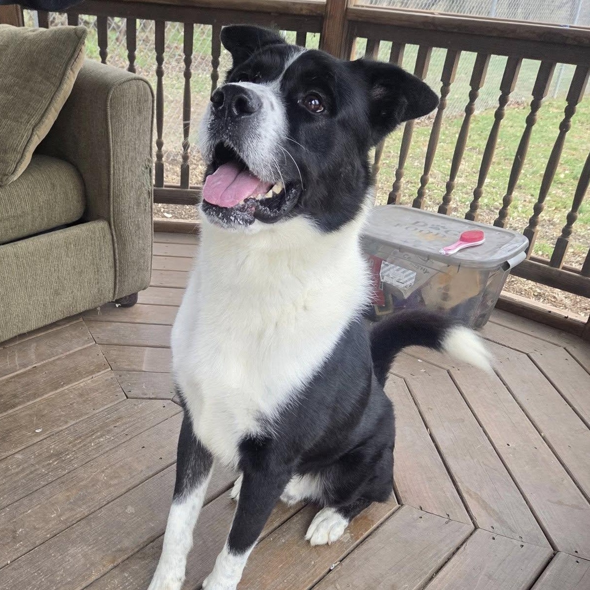 Kola, a Adoptable mixed breed in Martinsburg, WV image 2/3