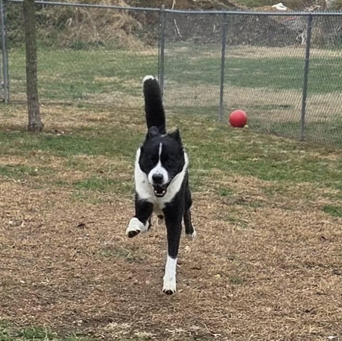Kola, a Adoptable mixed breed in Martinsburg, WV image 3/3