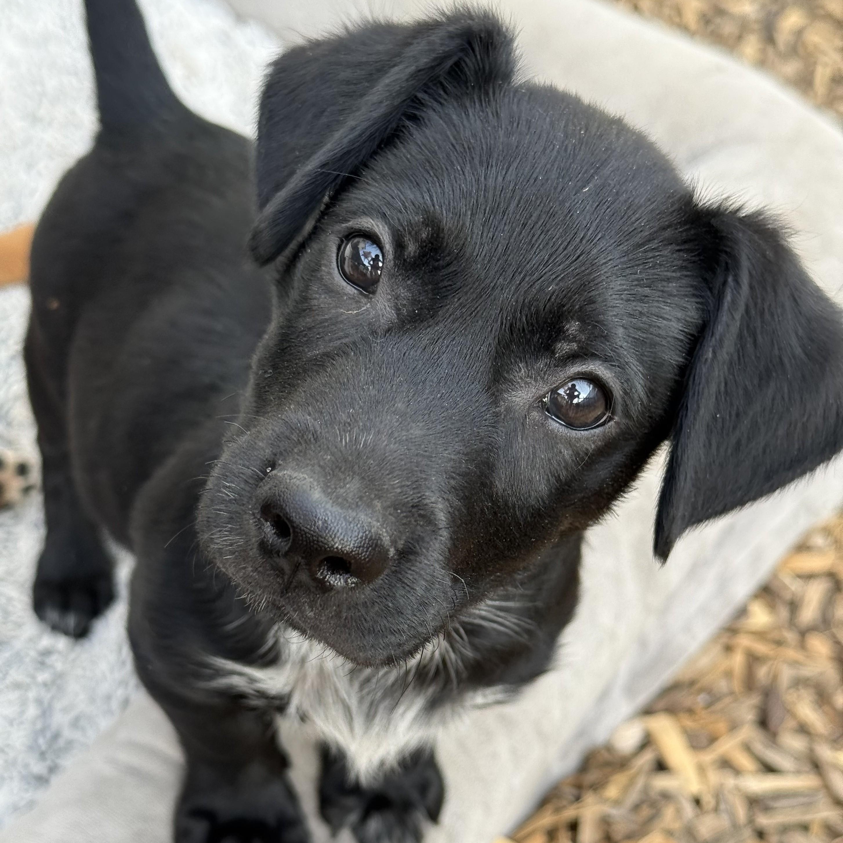 Picasso, a Adoptable mixed breed in Abington, PA image 2/3