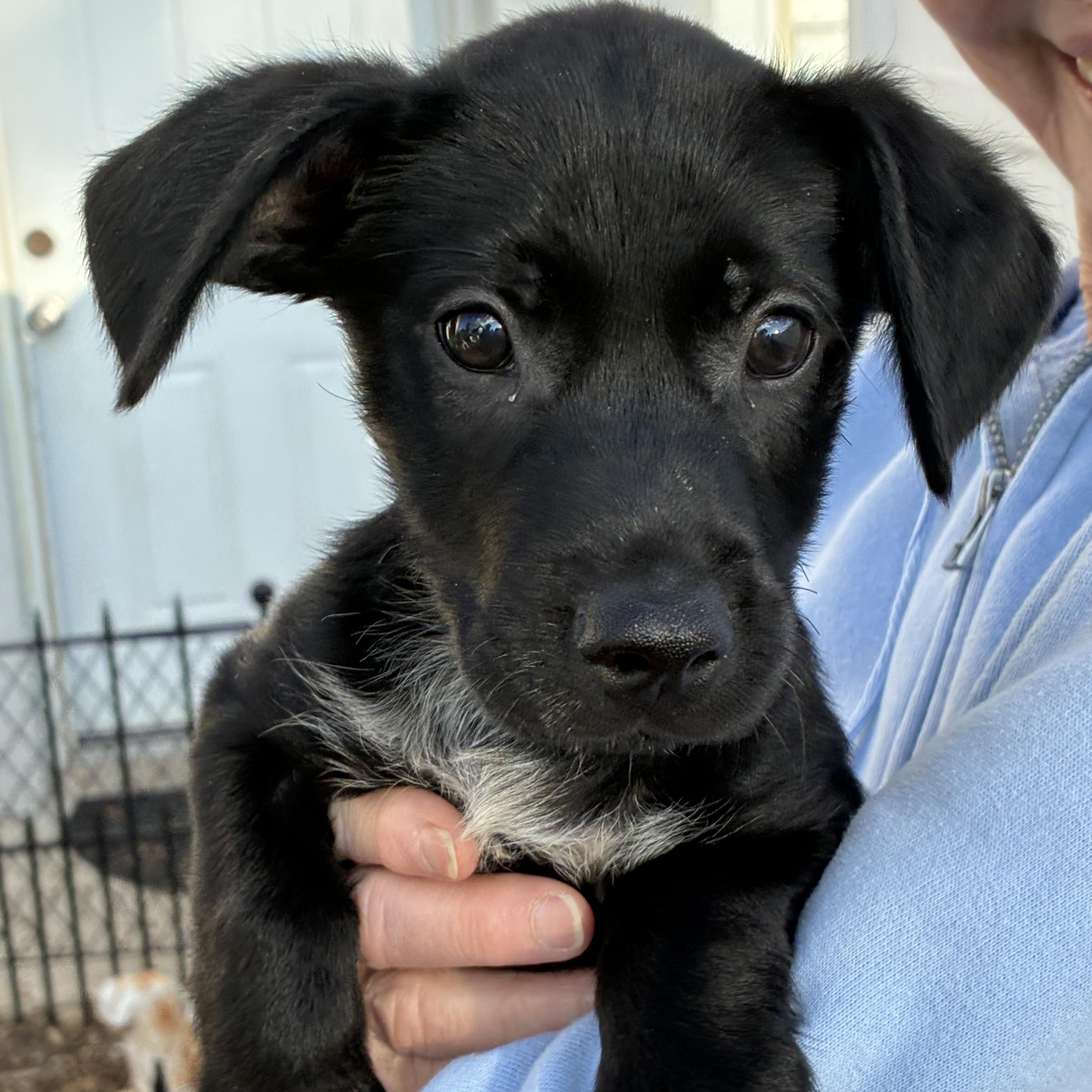 Picasso, a Adoptable mixed breed in Abington, PA image 1/3