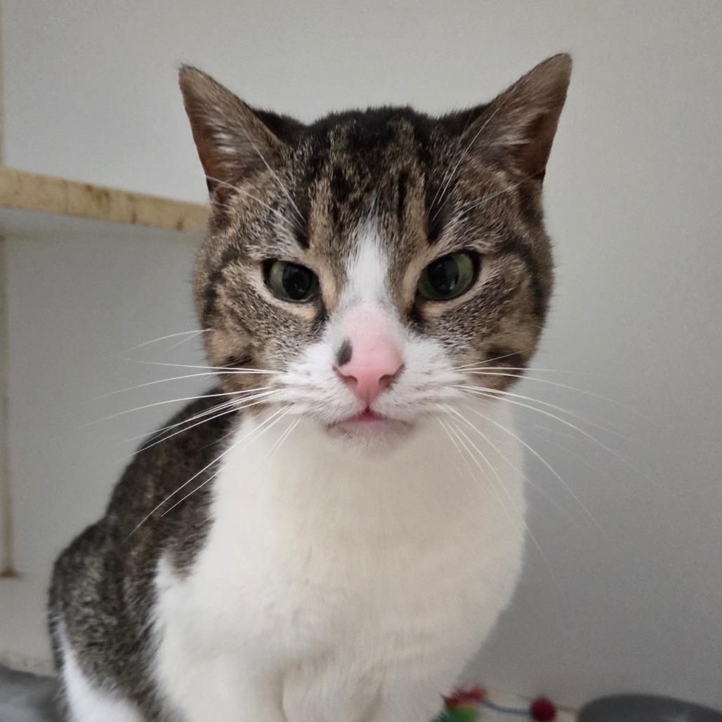 Asa, Adoptable, Senior Male Domestic Short Hair.