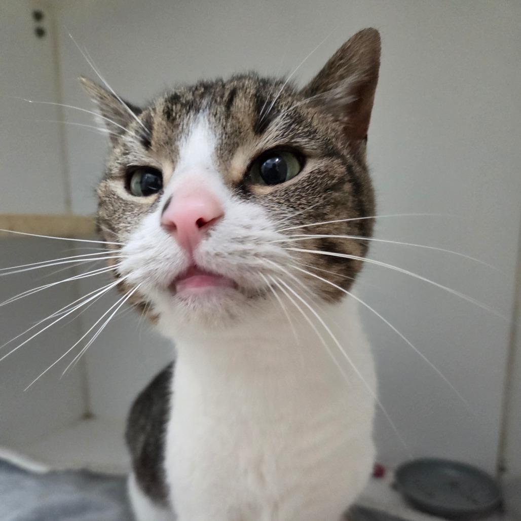 Enlarge Asa, a Adoptable Domestic Short Hair in Pontiac, IL image 2/3