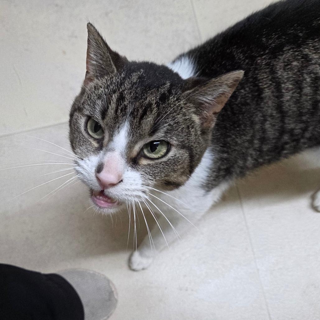 Enlarge Asa, a Adoptable Domestic Short Hair in Pontiac, IL image 3/3