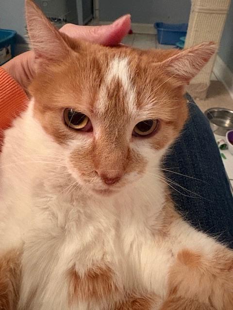 Peaches (bonded with Nacho), Adoptable, Young Male Domestic Medium Hair.