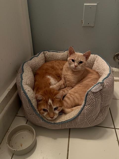 Enlarge Peaches (bonded with Nacho), a Adoptable Domestic Medium Hair in Springdale, PA image 3/6