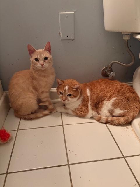 Enlarge Peaches (bonded with Nacho), a Adoptable Domestic Medium Hair in Springdale, PA image 4/6