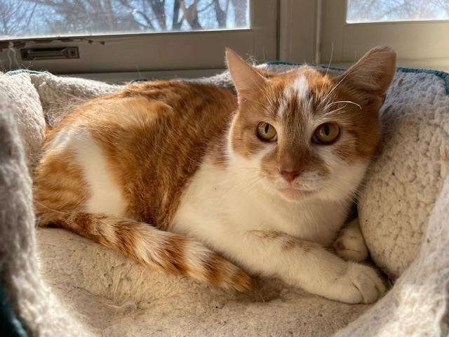 Enlarge Peaches (bonded with Nacho), a Adoptable Domestic Medium Hair in Springdale, PA image 5/6