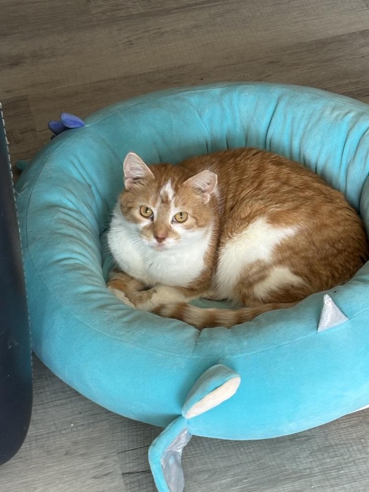 Enlarge Peaches (bonded with Nacho), a Adoptable Domestic Medium Hair in Springdale, PA image 6/6