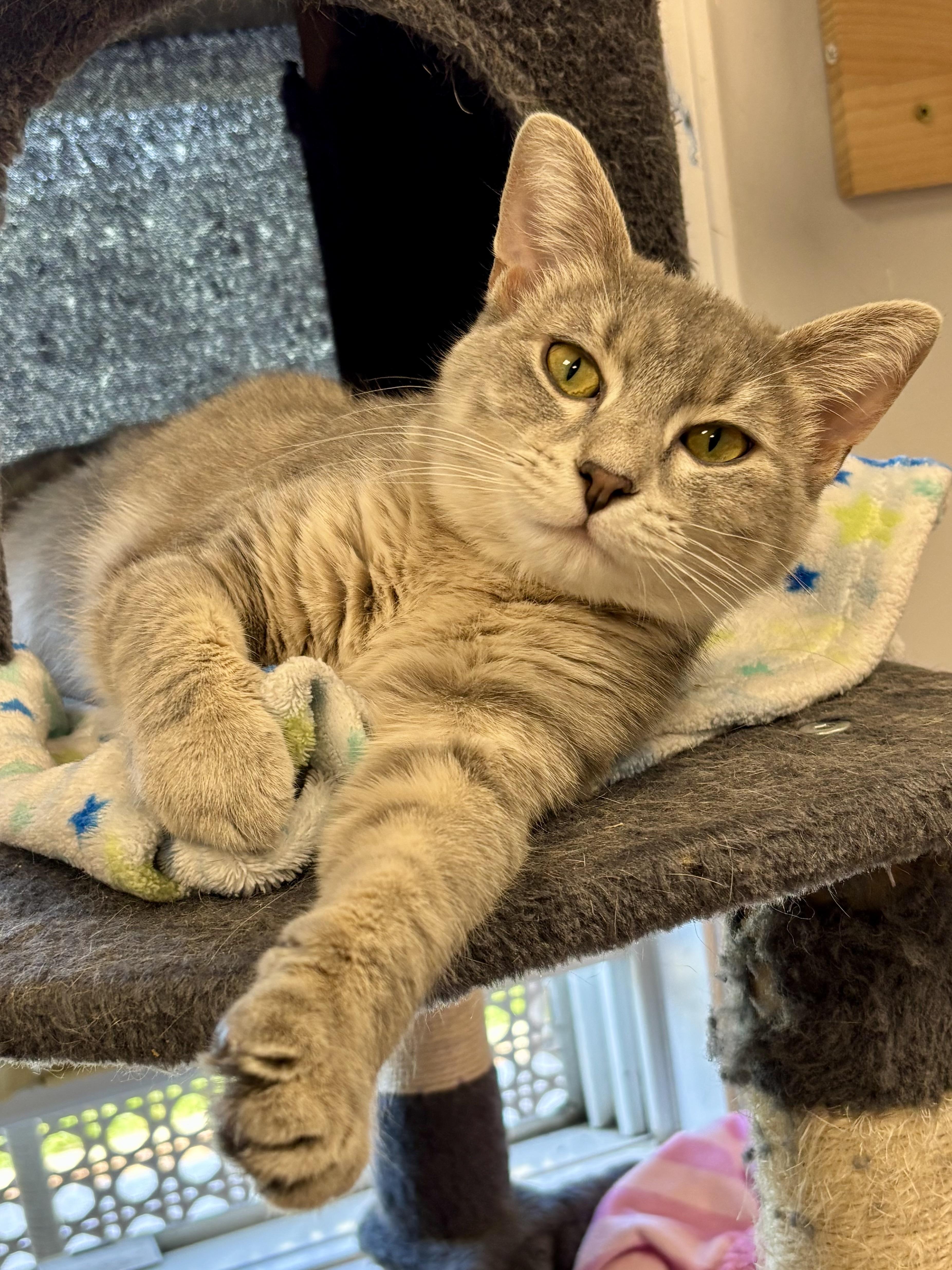 Enlarge Dream, a ADOPTABLE Domestic Short Hair in Effingham, IL image 1/2