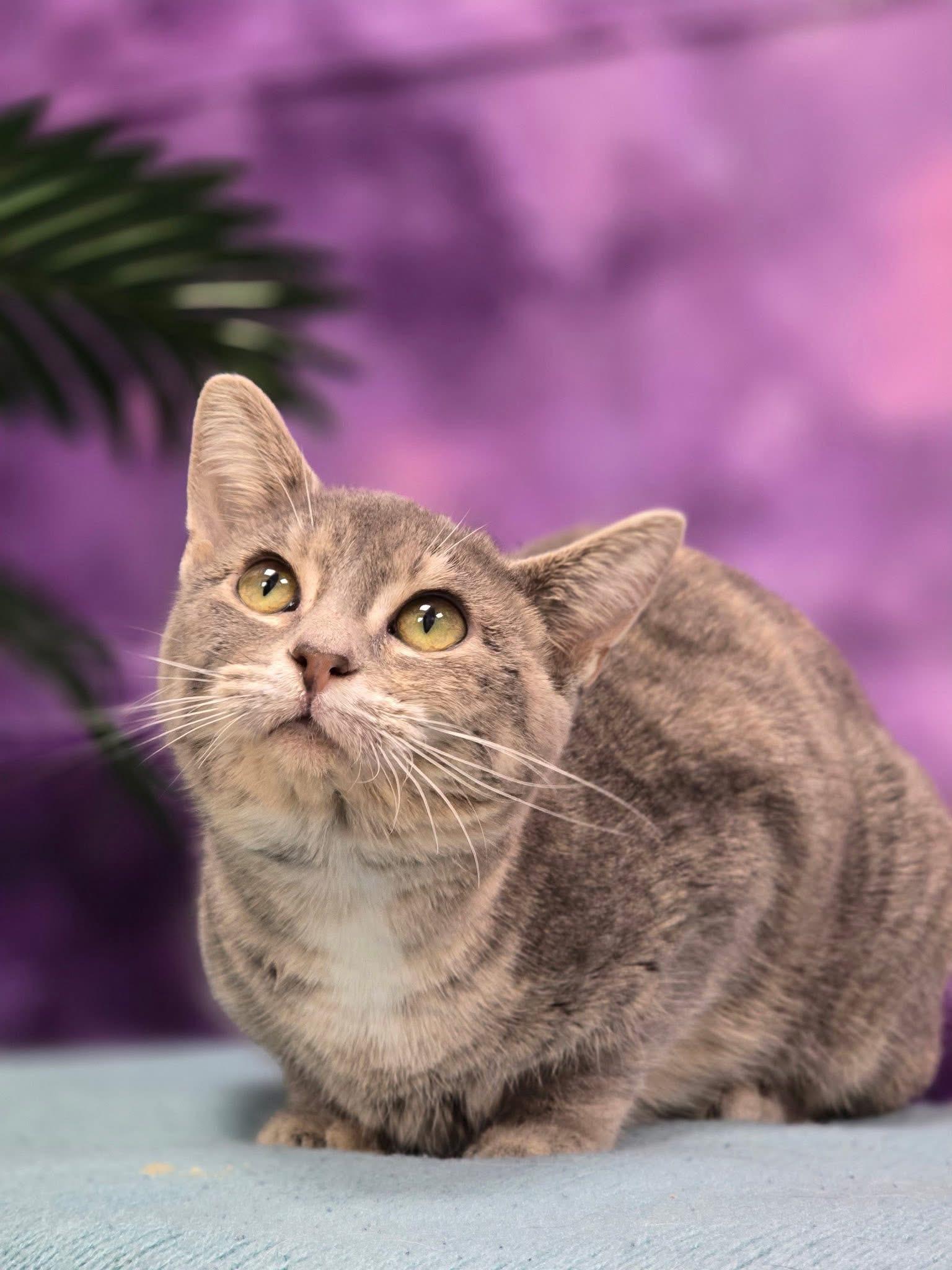 Enlarge Dream, a ADOPTABLE Domestic Short Hair in Effingham, IL image 2/2