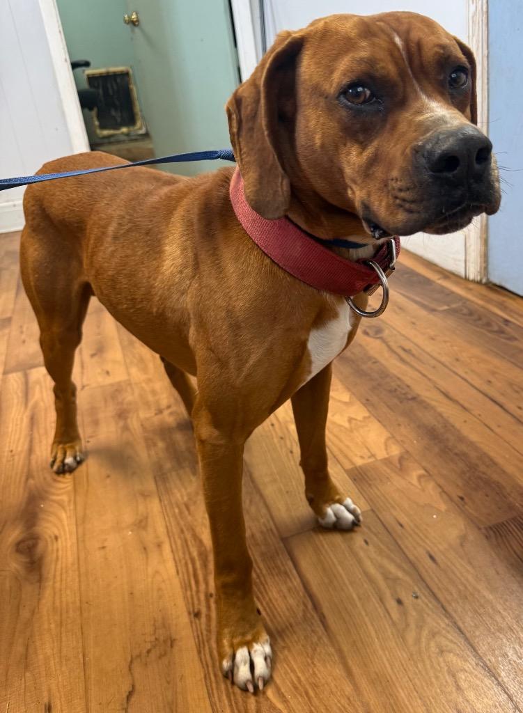 Chief, Adoptable, Adult Male Boxer & Hound.