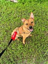 Enlarge Natasha, a ADOPTABLE mixed breed in Cibolo, TX image 1/1