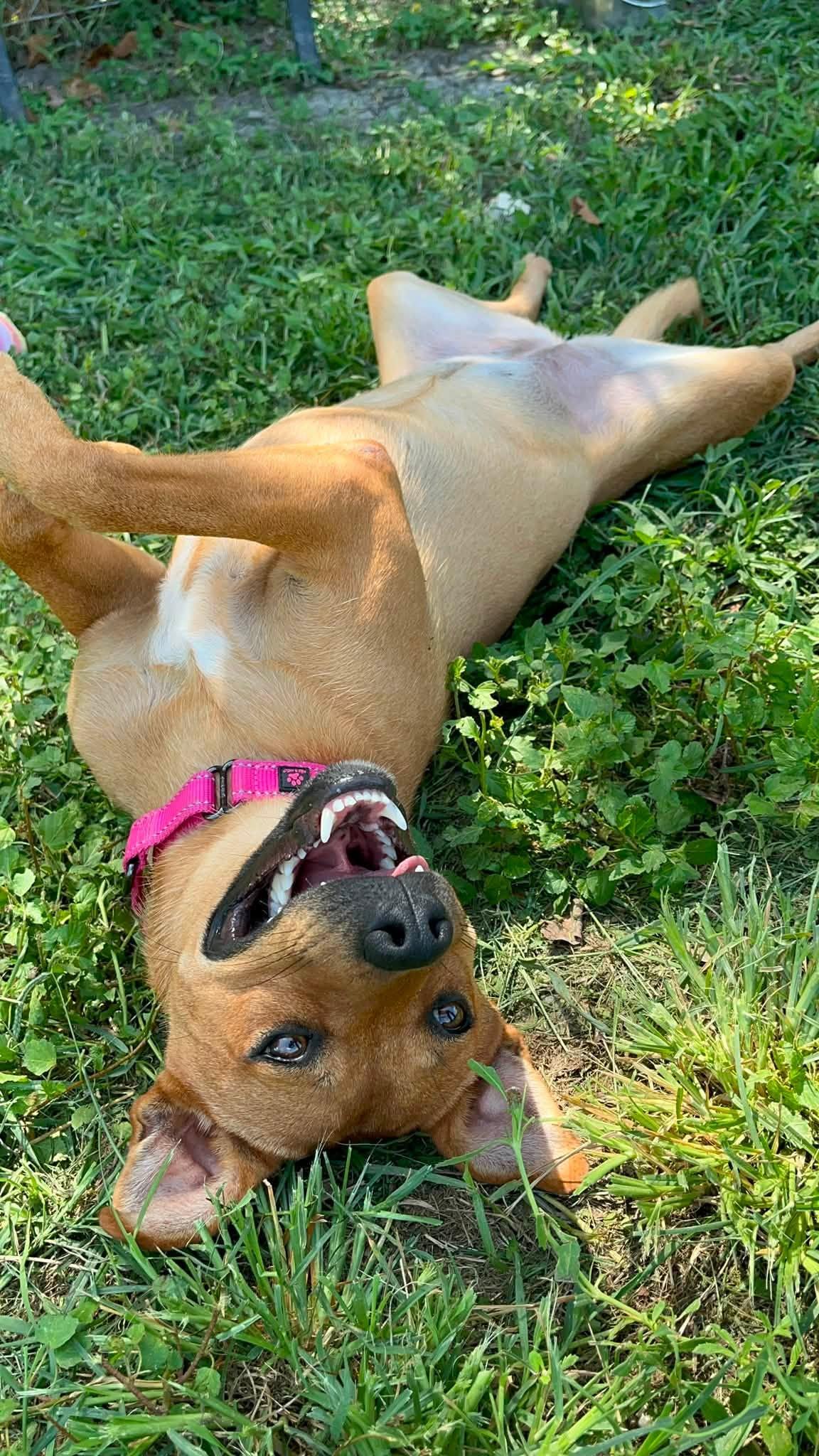 Natasha, a ADOPTABLE mixed breed in Cibolo, TX image 1/2