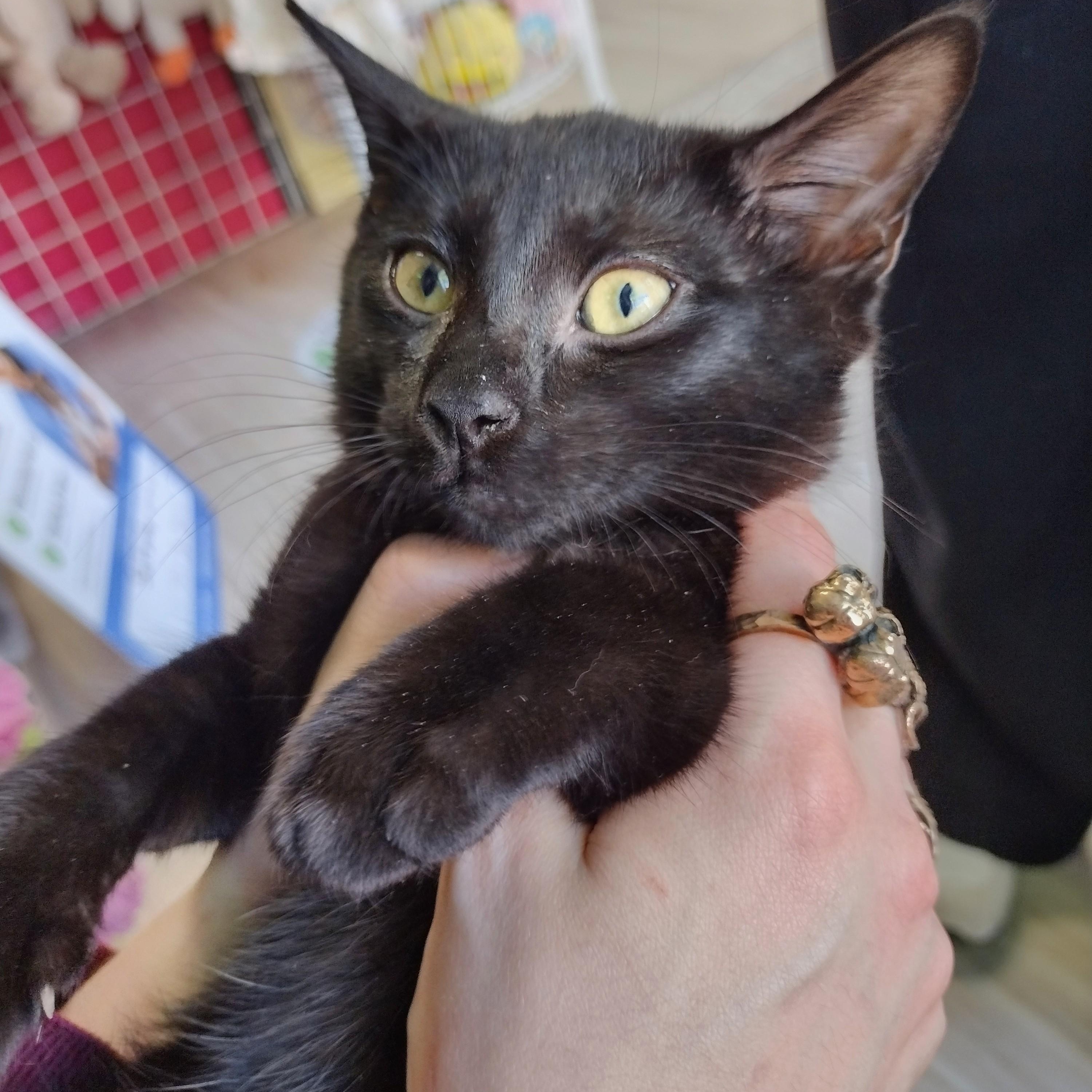Hemlock, a ADOPTABLE mixed breed in Brooklyn, NY image 4/4