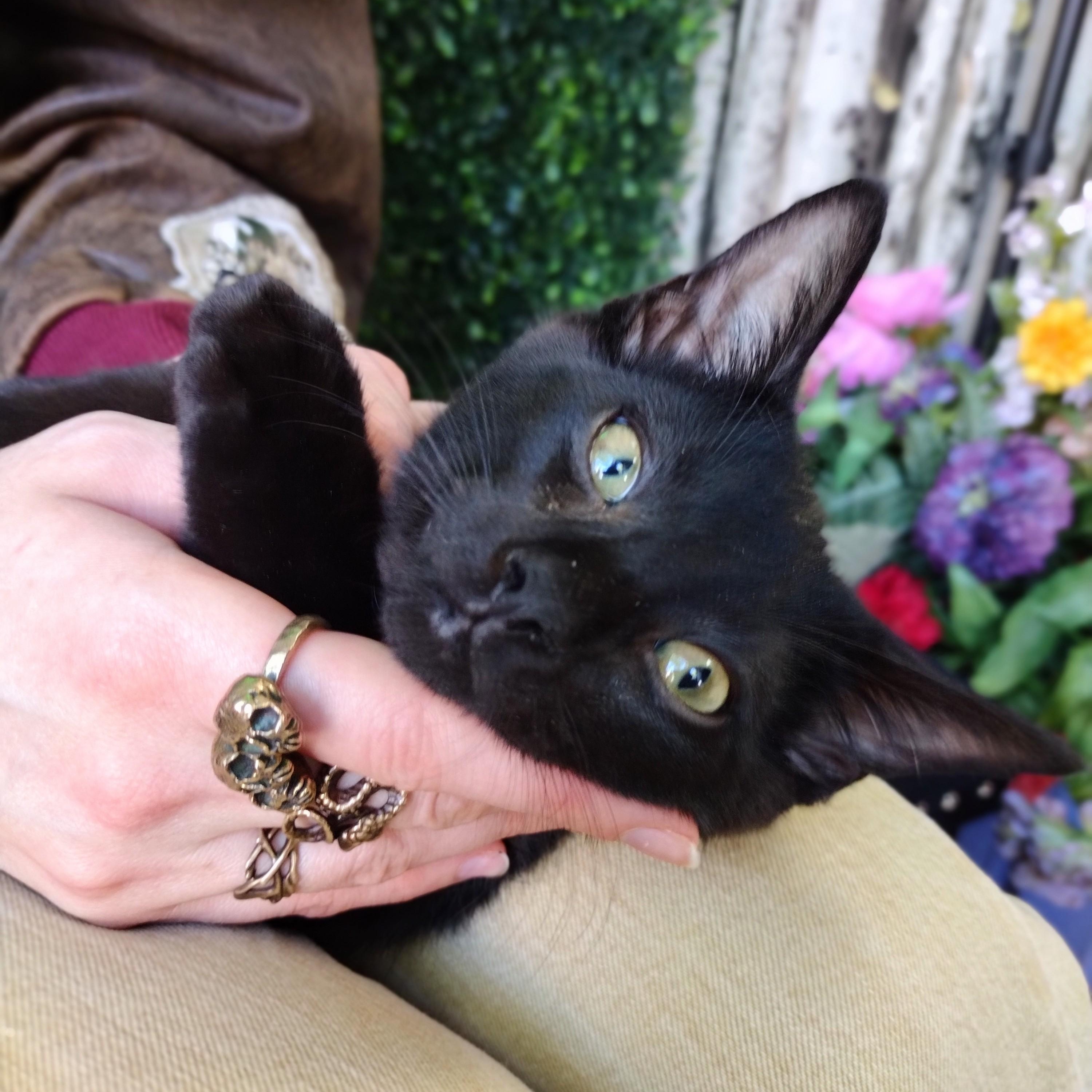Hemlock, a ADOPTABLE mixed breed in Brooklyn, NY image 3/4