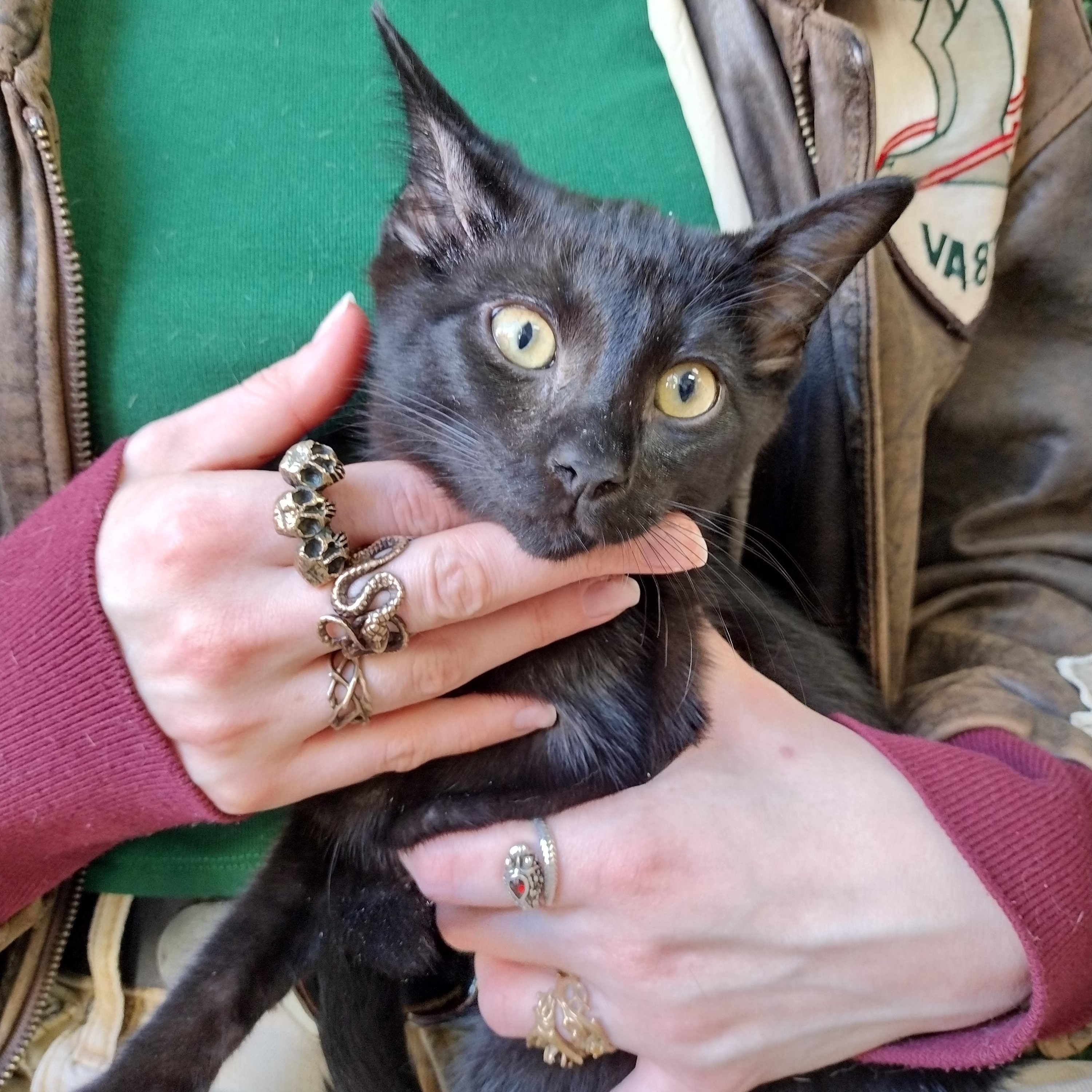 Hemlock, ADOPTABLE, Kitten Male Domestic Short Hair & Bombay.