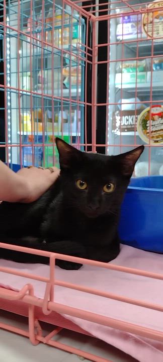 Enlarge Hemlock, a ADOPTABLE mixed breed in Brooklyn, NY video 1/4