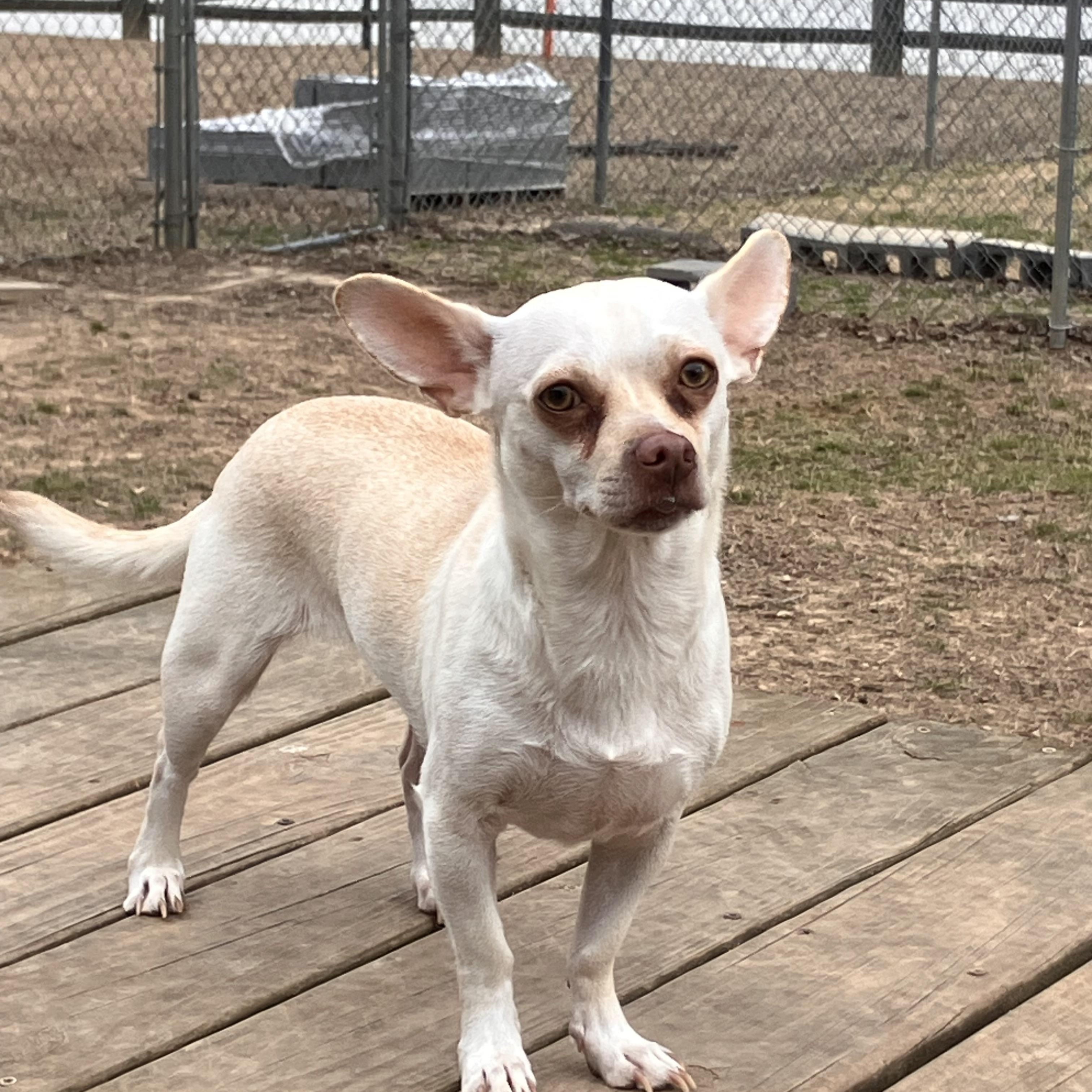 Bebe, an adopted Chihuahua in Sautee Nacoochee, GA image 2/2