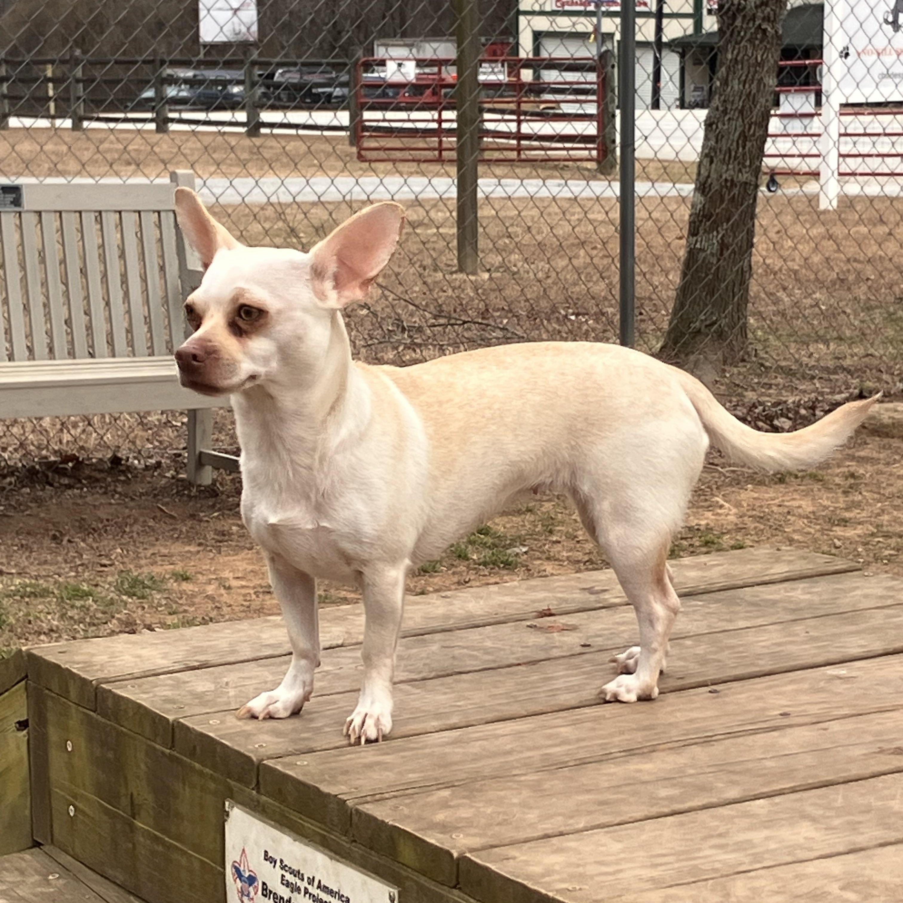 Bebe, adopted, Adult Female Chihuahua.