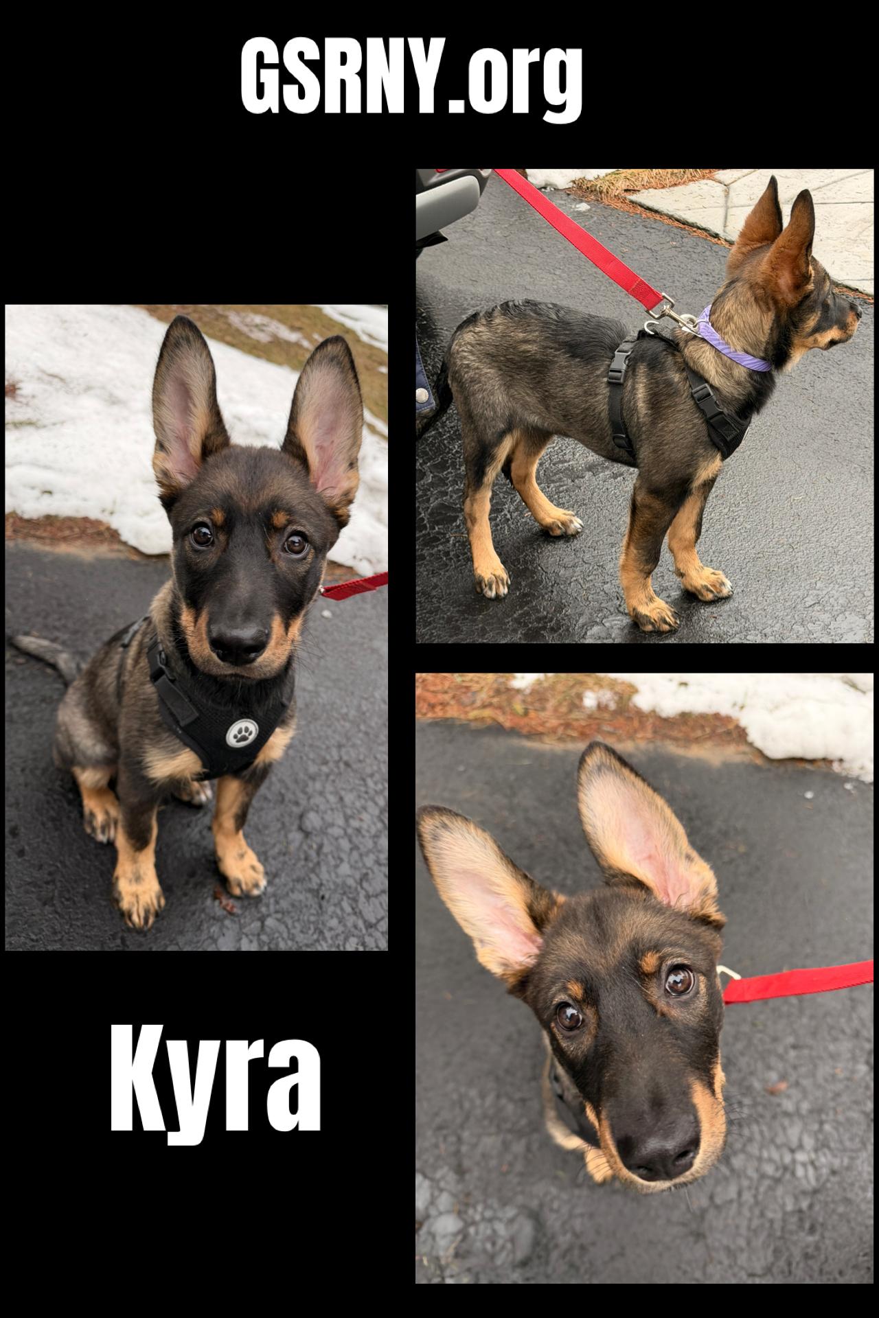 Enlarge Kyra, a ADOPTABLE mixed breed in Delmar, NY image 1/1