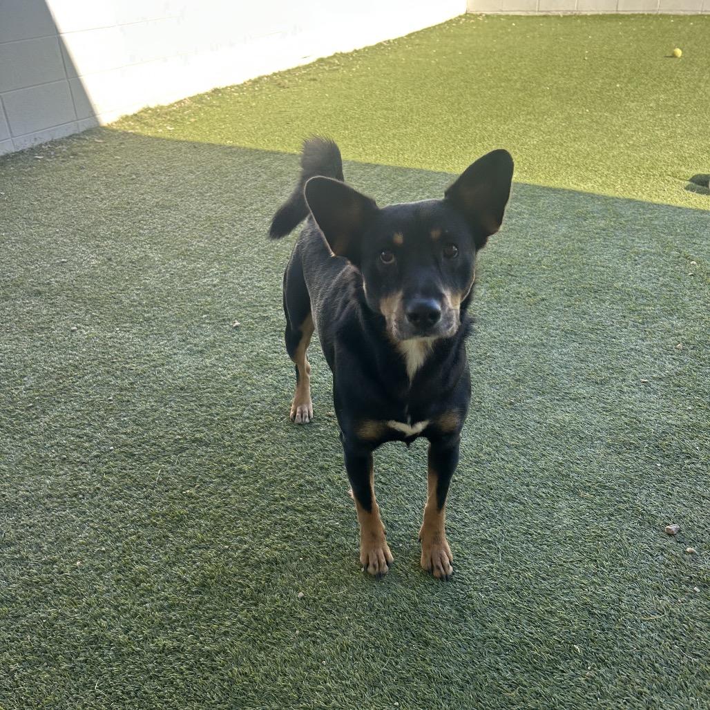 Enlarge Jason 2125, a Adoptable mixed breed in LOXAHATCHEE, FL image 1/3
