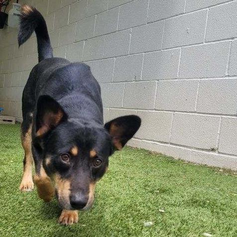Enlarge Jason 2125, a Adoptable mixed breed in LOXAHATCHEE, FL image 2/3