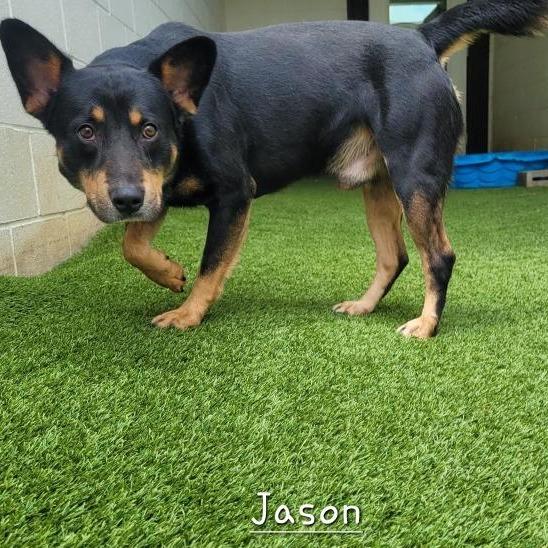 Enlarge Jason 2125, a Adoptable mixed breed in LOXAHATCHEE, FL image 3/3