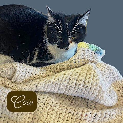 Enlarge Cow, a ADOPTABLE Domestic Short Hair in Klamath Falls, OR image 1/1