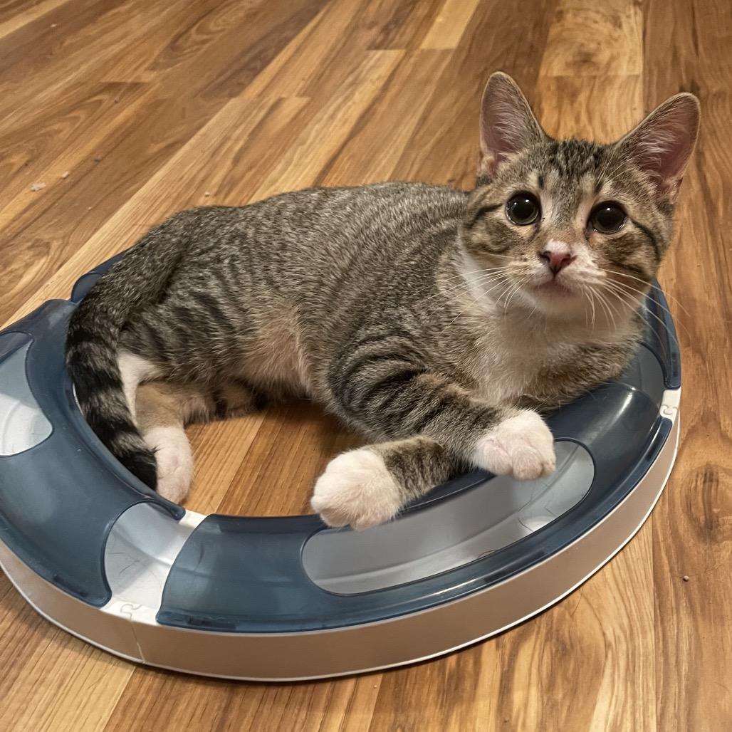 Tim, Adoptable, Young Male Domestic Short Hair.