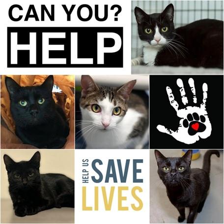 Enlarge SUPPLIES NEEDED!, a Adoptable Domestic Short Hair in Hamilton, ON image 1/1