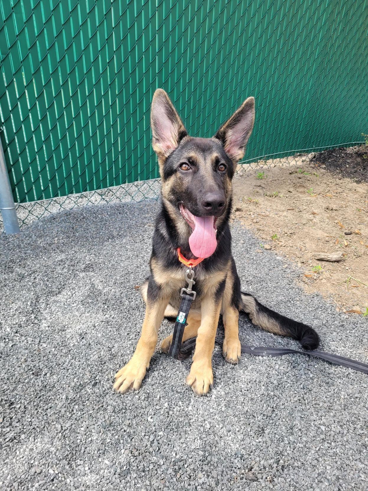 Gerti, Adopted, Young Female Shepherd & German Shepherd Dog.