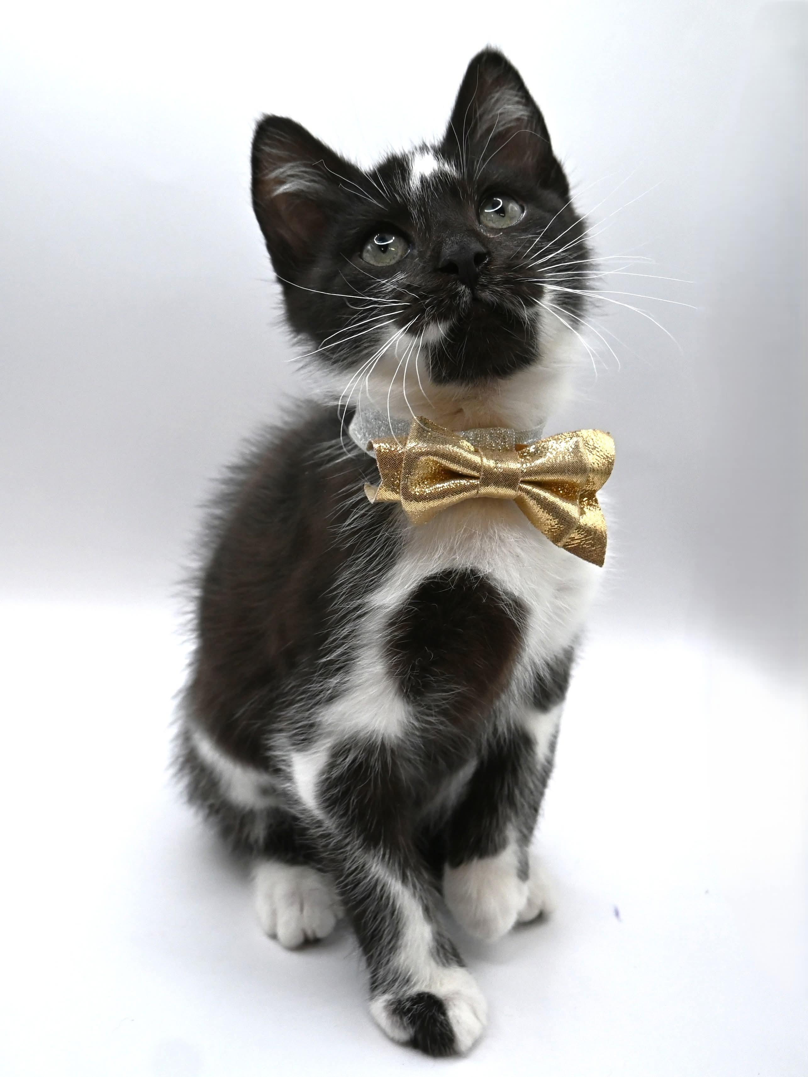 Enlarge Moo Moo. (super snuggly), a ADOPTABLE mixed breed in Farmington, CT image 5/6