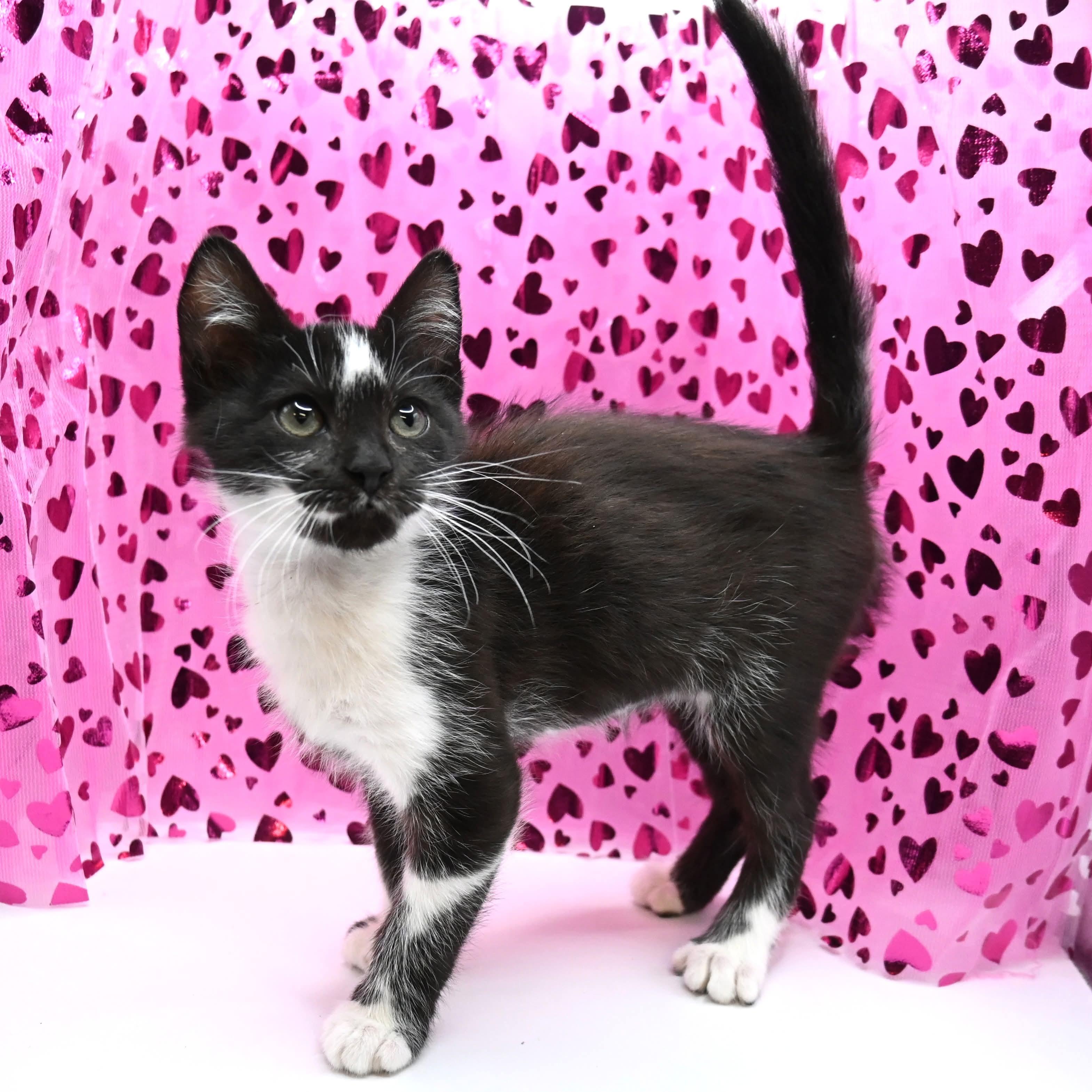 Enlarge Moo Moo. (super snuggly), a ADOPTABLE mixed breed in Farmington, CT image 1/6