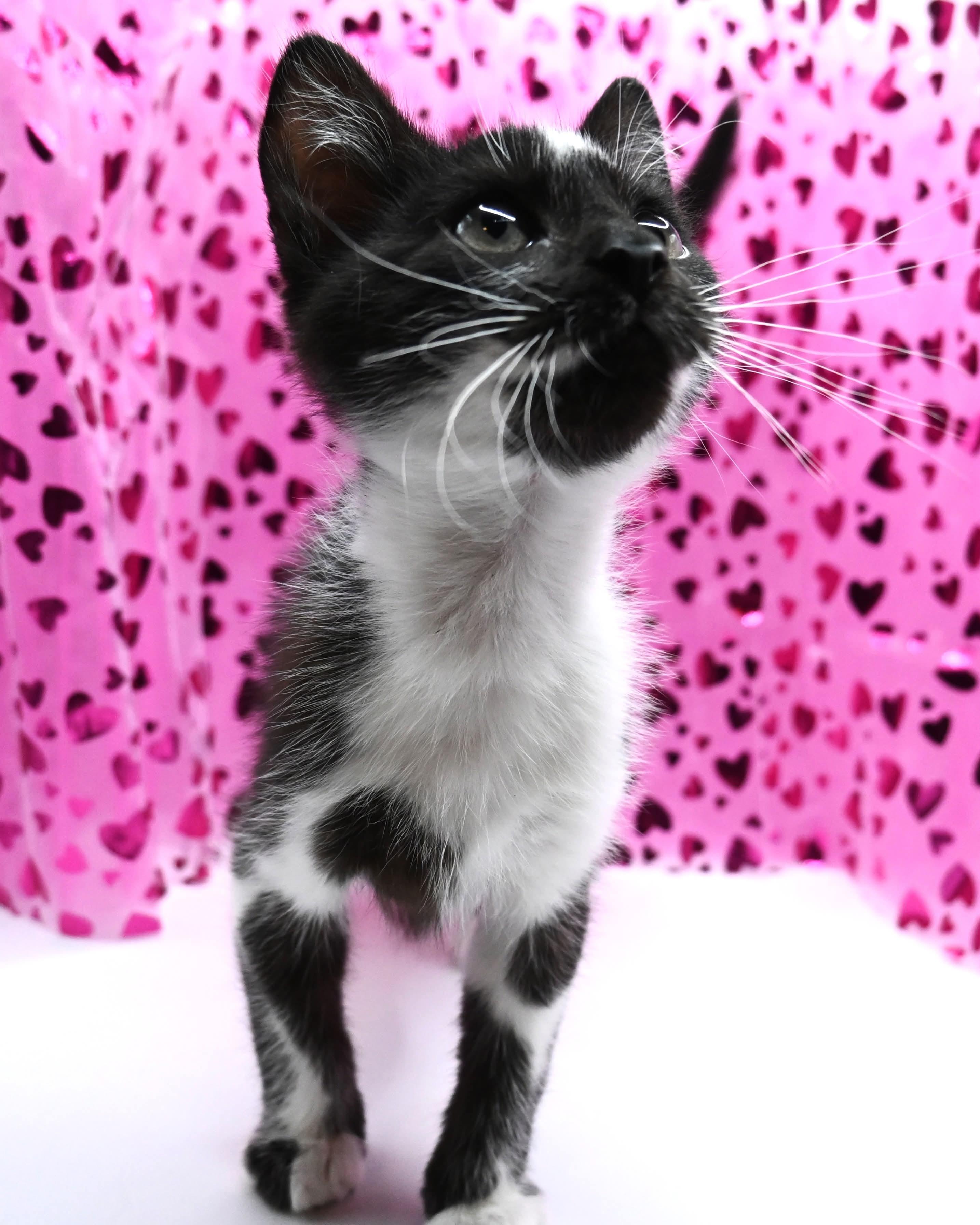 Enlarge Moo Moo. (super snuggly), a ADOPTABLE mixed breed in Farmington, CT image 3/6