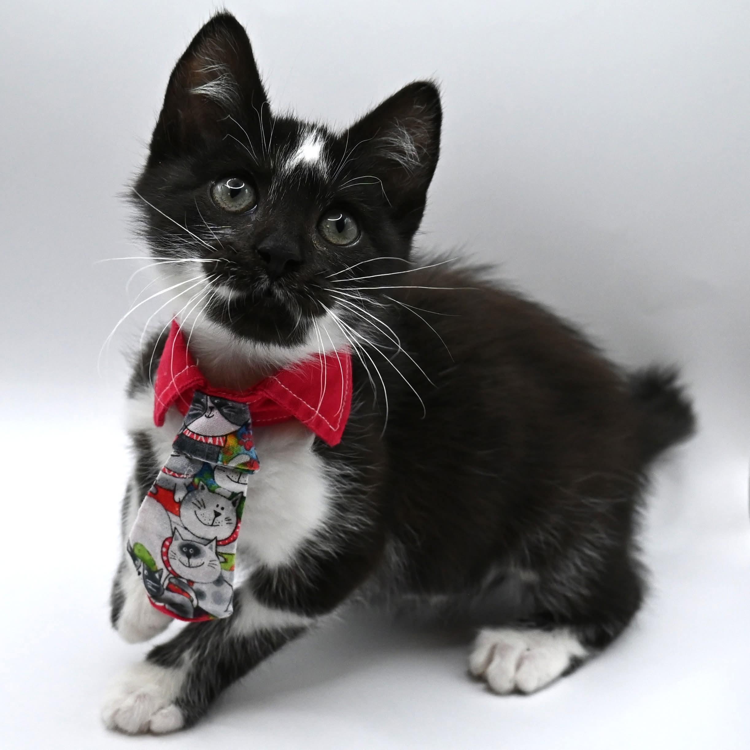 Enlarge Moo Moo. (super snuggly), a ADOPTABLE mixed breed in Farmington, CT image 2/6