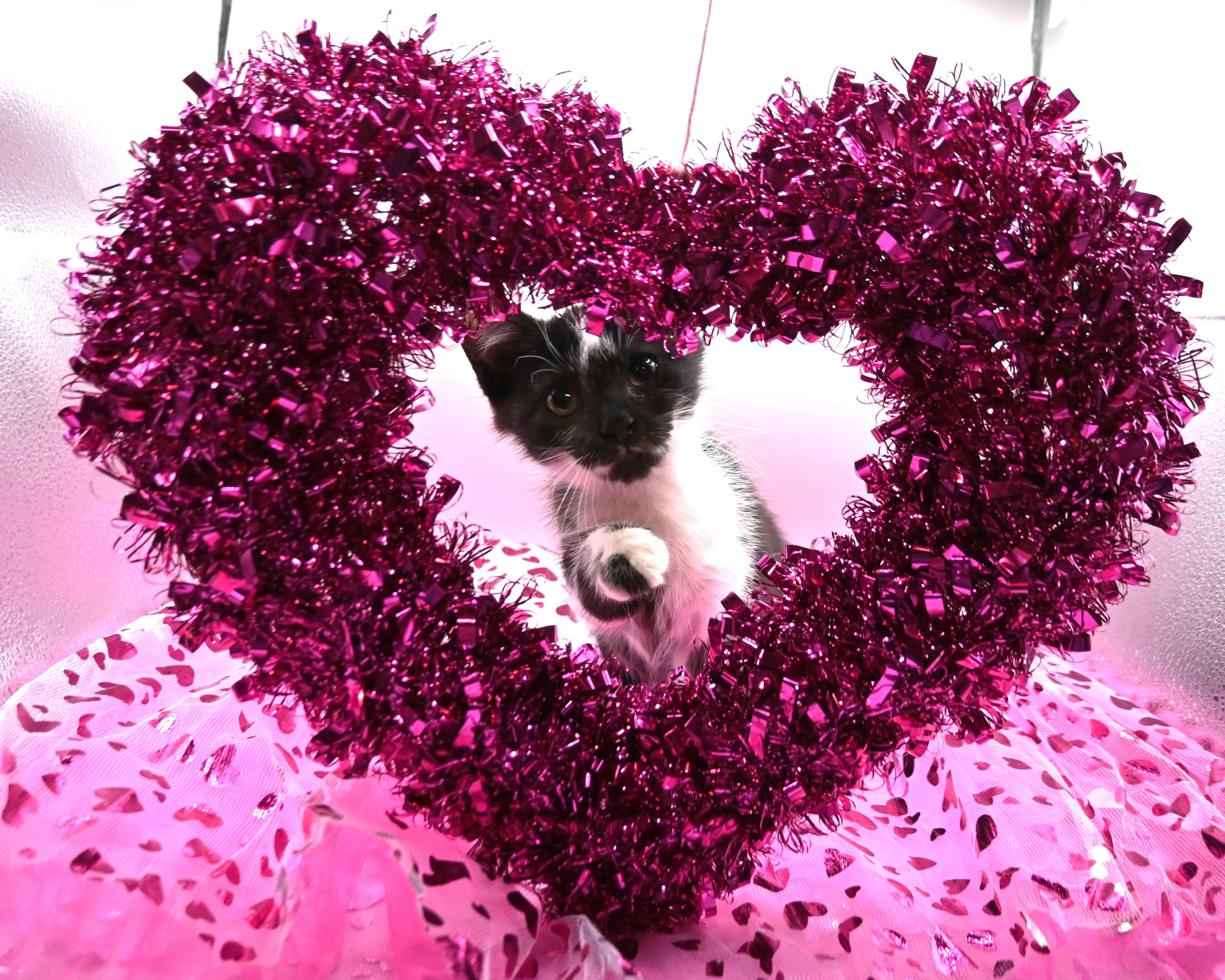 Enlarge Moo Moo. (super snuggly), a ADOPTABLE mixed breed in Farmington, CT image 4/6