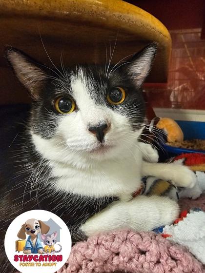 Jeni, Adoptable, Young Female Domestic Short Hair & Domestic Short Hair.