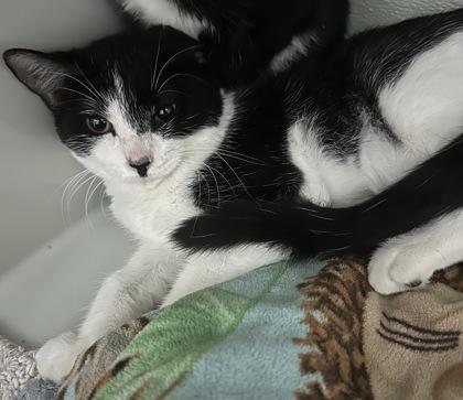 Jeni, Adoptable, Young Female Domestic Short Hair & Domestic Short Hair.