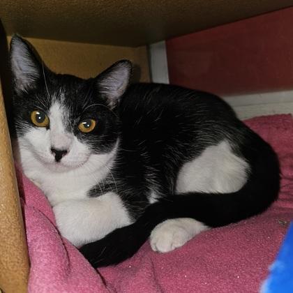 Enlarge Jeni, a Adoptable Domestic Short Hair in Phoenix, AZ image 2/2