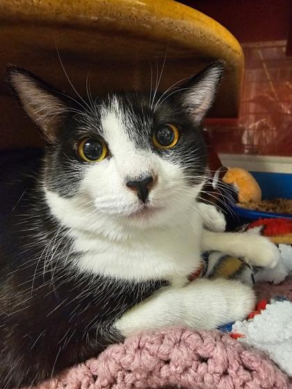 Enlarge Jeni, a Adoptable Domestic Short Hair in Phoenix, AZ image 3/3