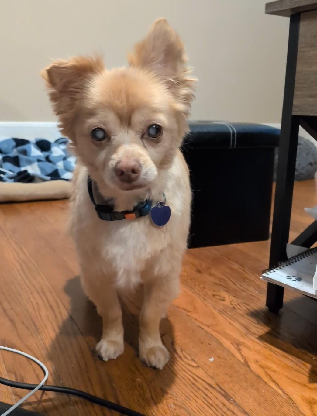 Harvey, adoptable, Senior Male Chihuahua & Pomeranian.