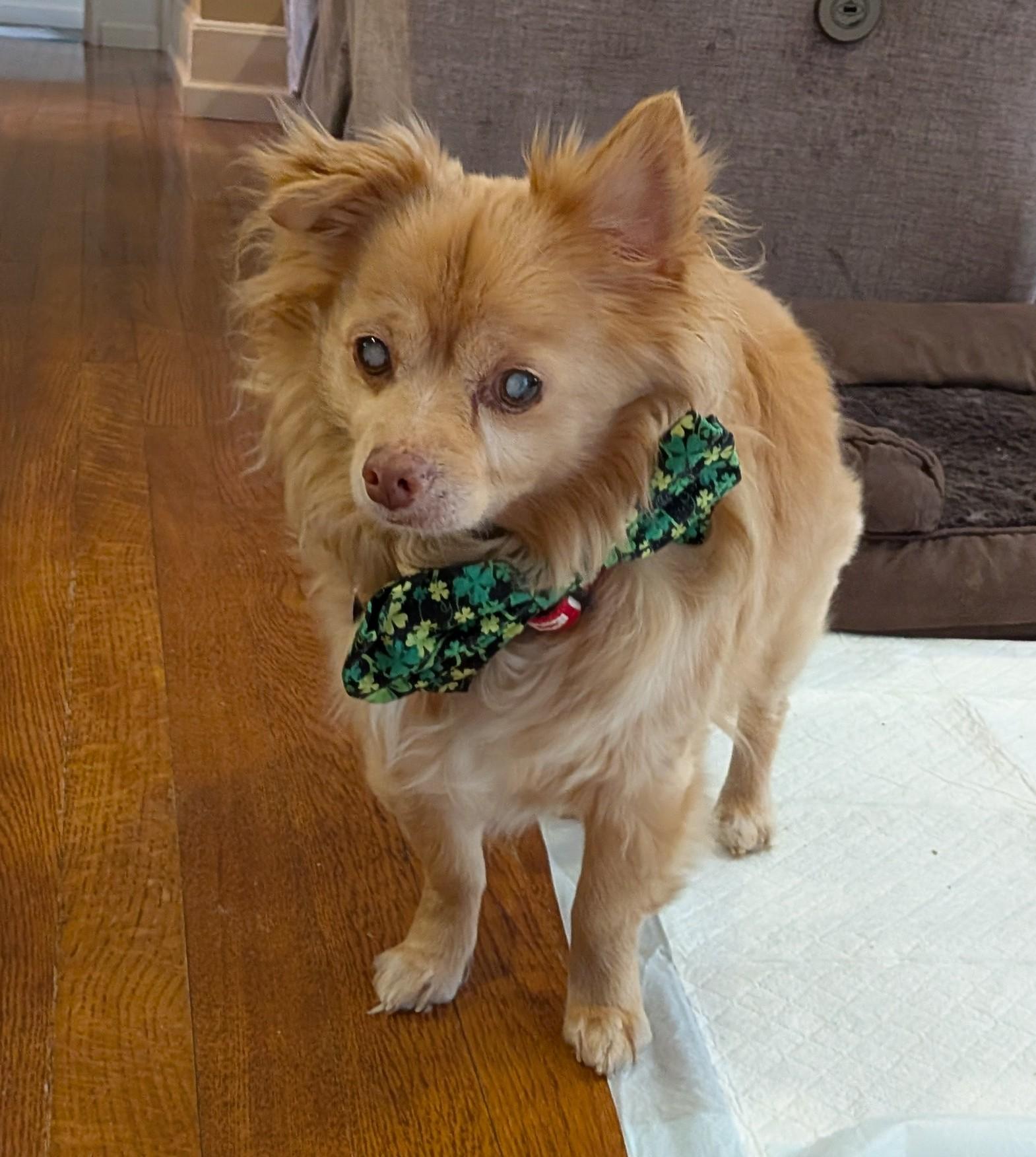 Harvey, adoptable, Senior Male Chihuahua & Pomeranian.
