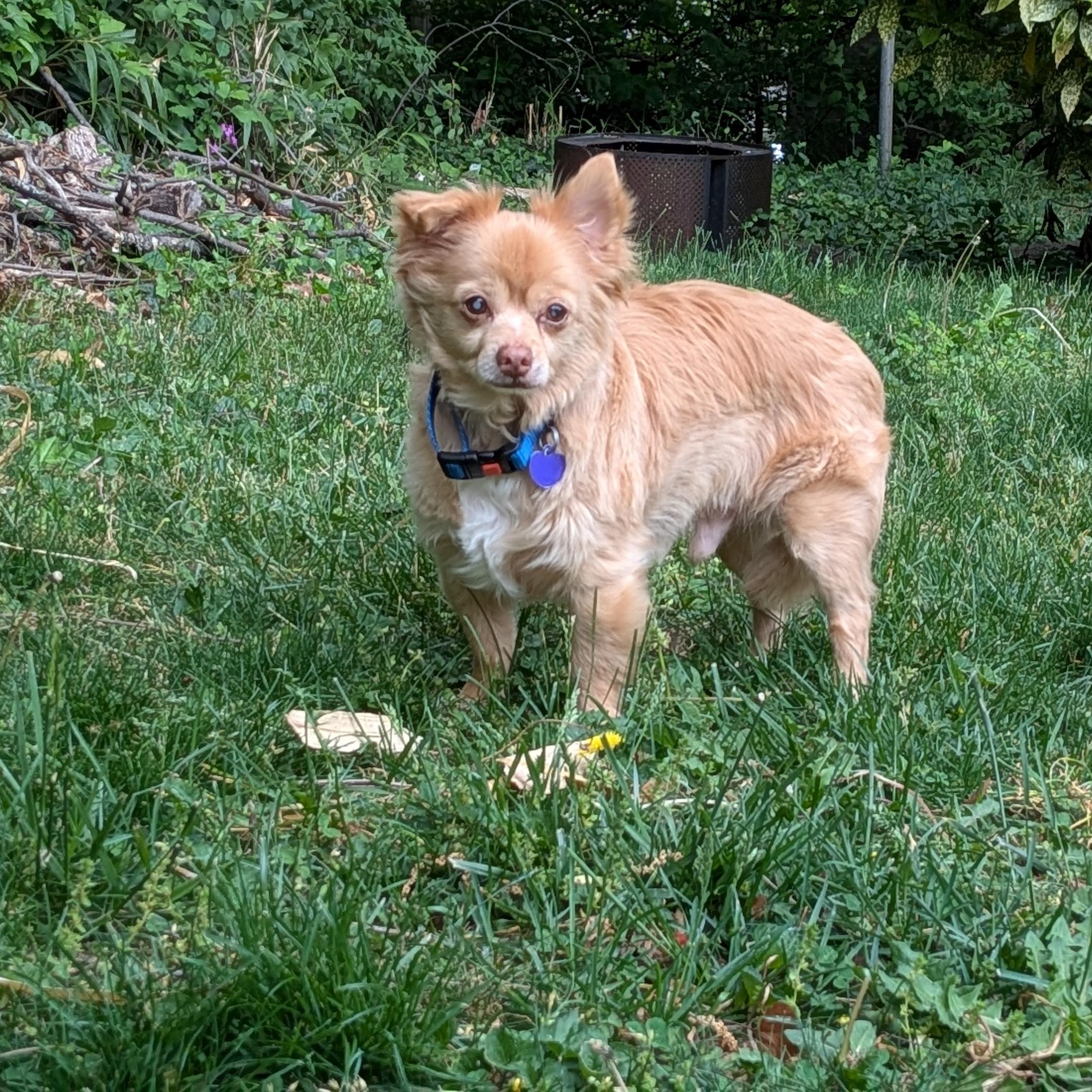 Enlarge Harvey, an adoptable mixed breed in Rockville, MD image 5/6