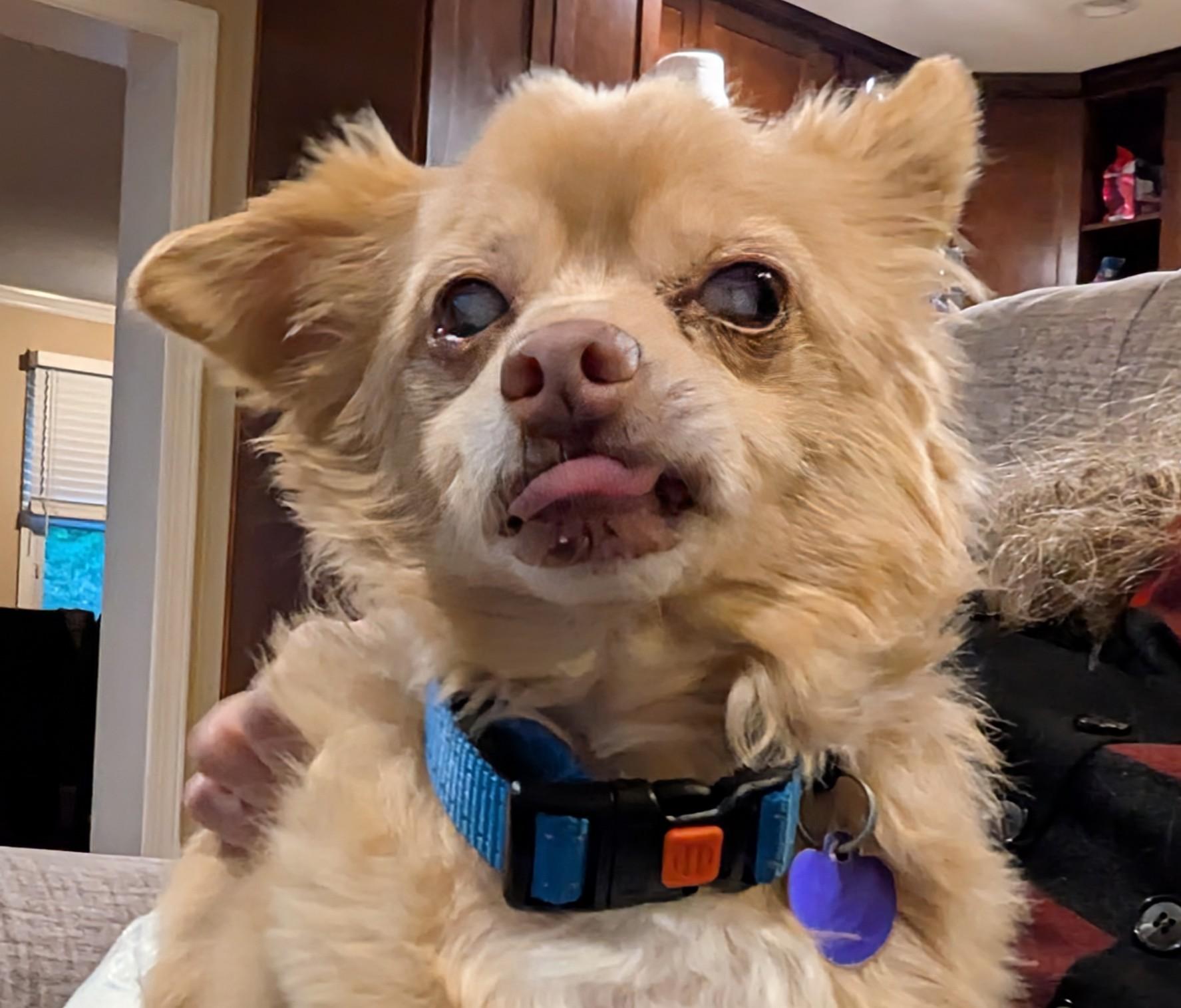 Enlarge Harvey, an adoptable mixed breed in Rockville, MD image 6/6