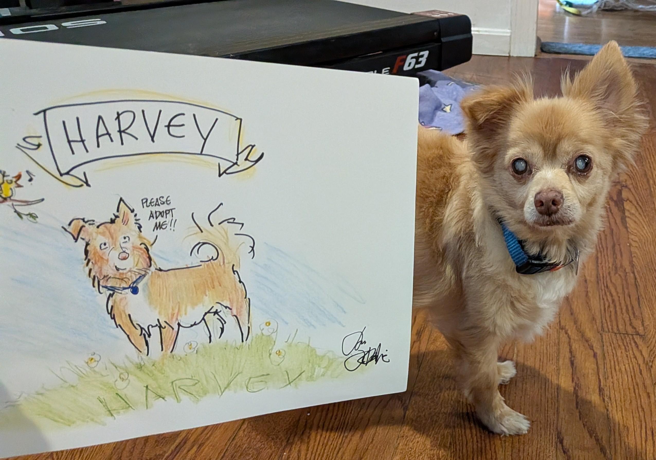 Harvey, an adoptable mixed breed in Rockville, MD image 5/6