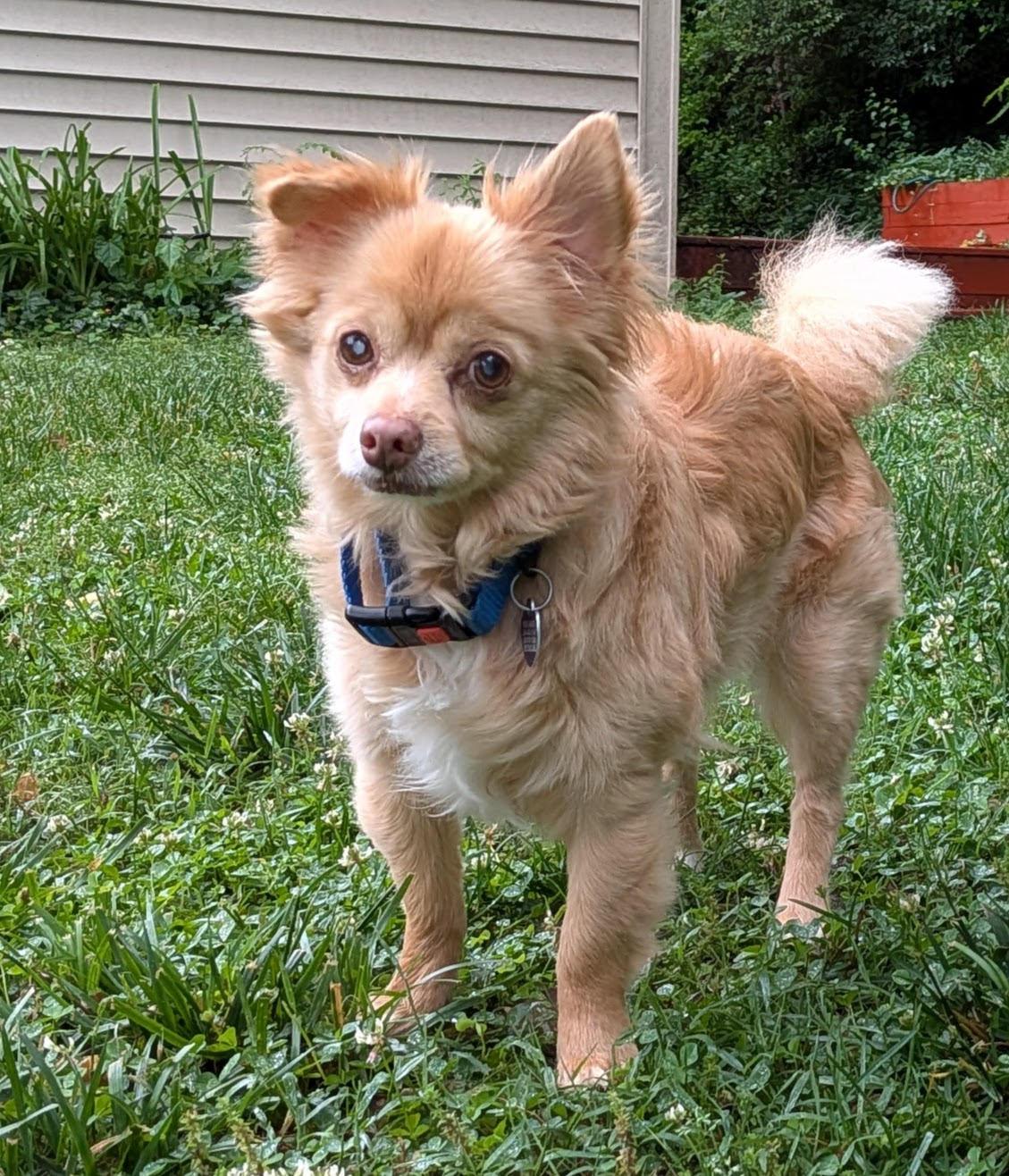 Harvey, adoptable, Senior Male Chihuahua & Pomeranian.