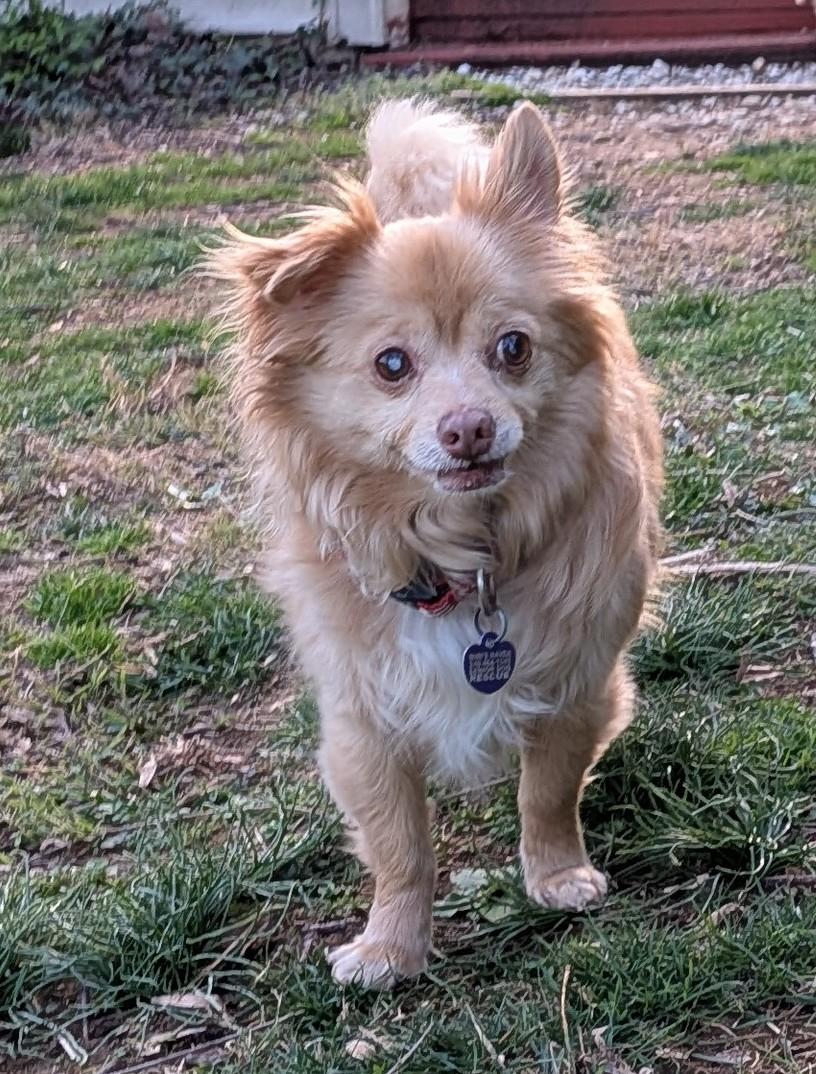 Enlarge Harvey, an adoptable mixed breed in Rockville, MD image 2/6
