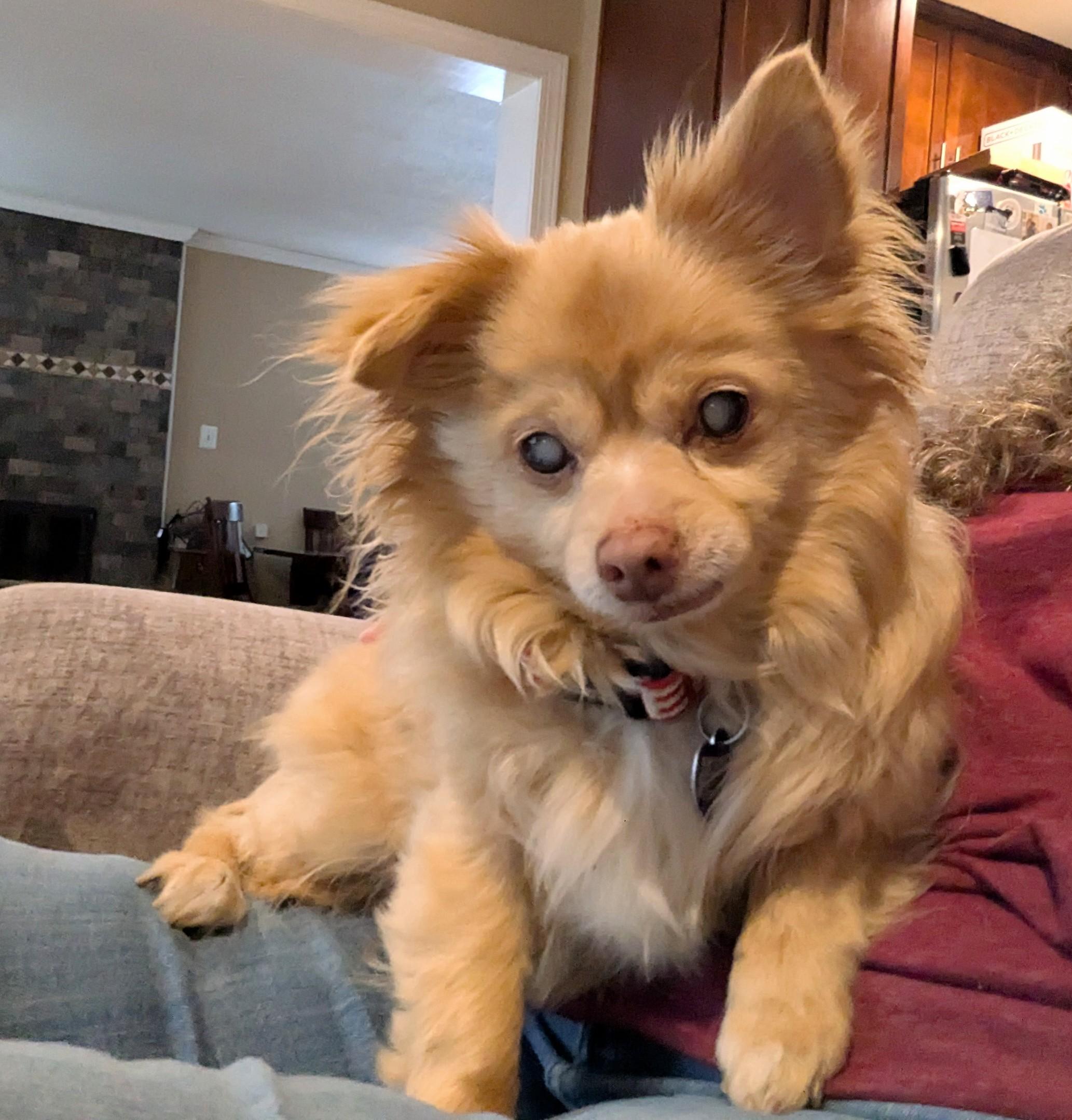 Harvey, adoptable, Senior Male Chihuahua & Pomeranian.