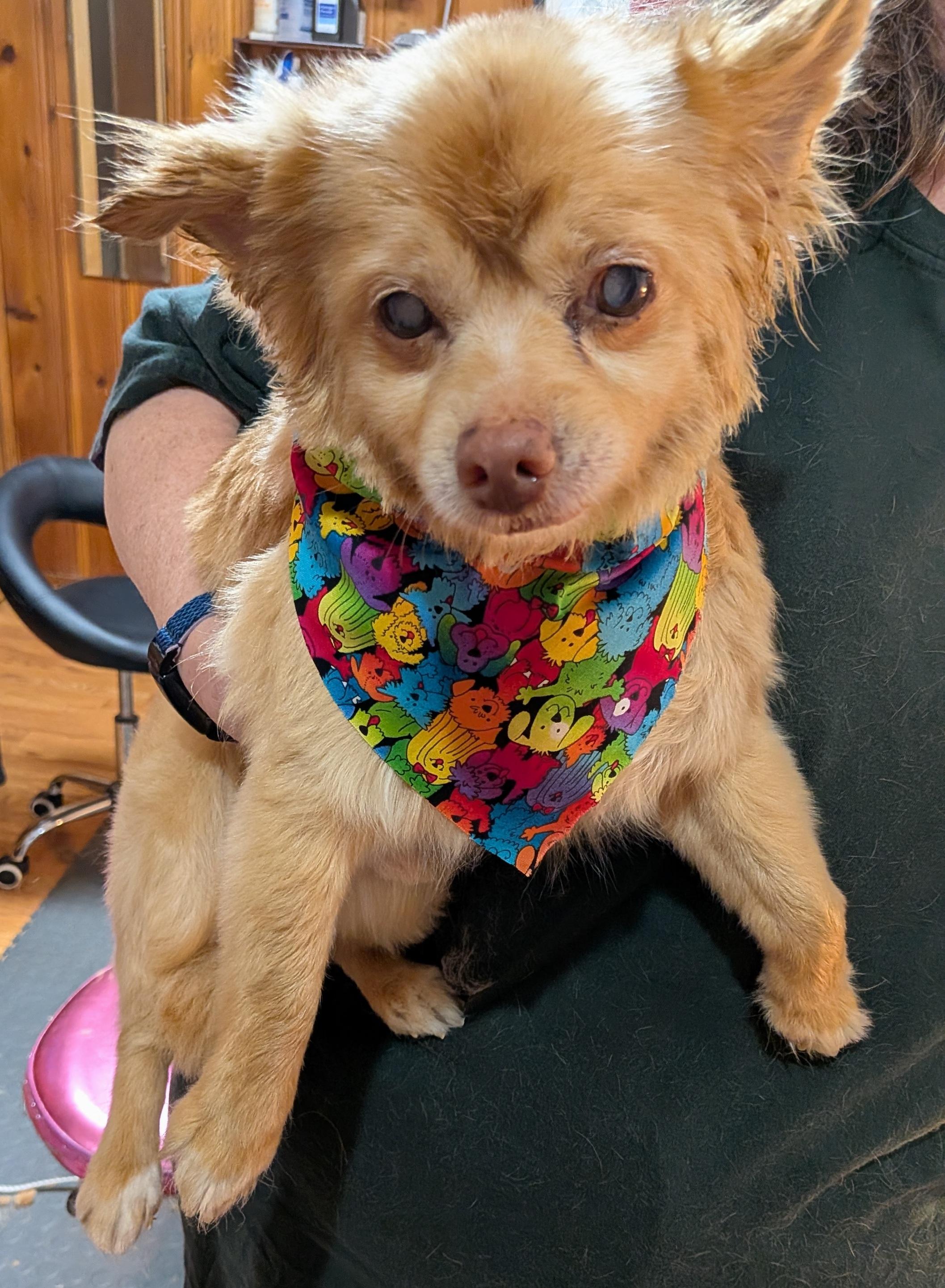 Enlarge Harvey, an adoptable mixed breed in Rockville, MD image 1/6